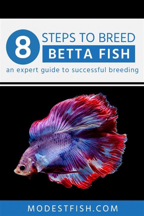 betta breeding tips.